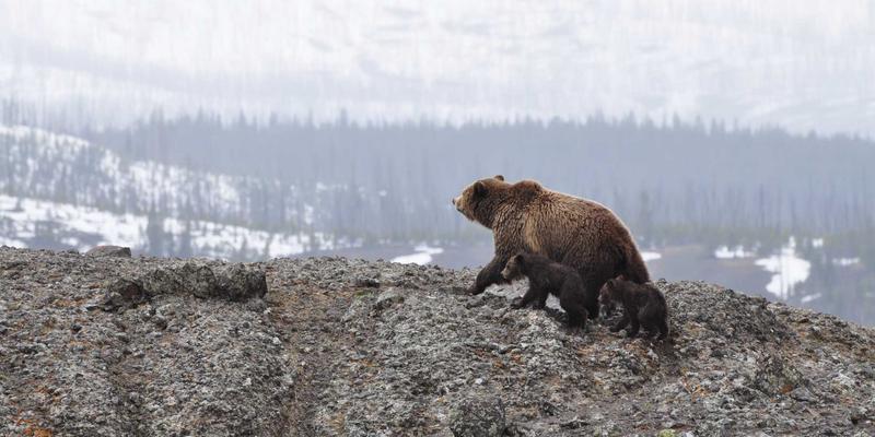 从田间到餐桌:解锁鲁北特色杂粮的营养密码与产业新价值
