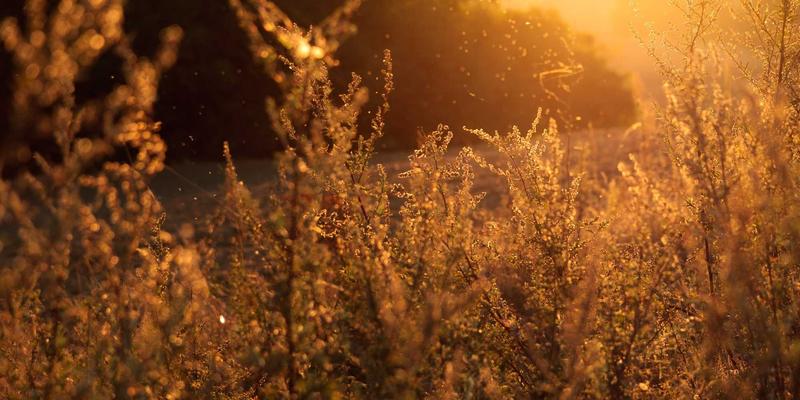 从麦田到餐桌:鲁北传统面食文化的传承与专用面粉产业化之路